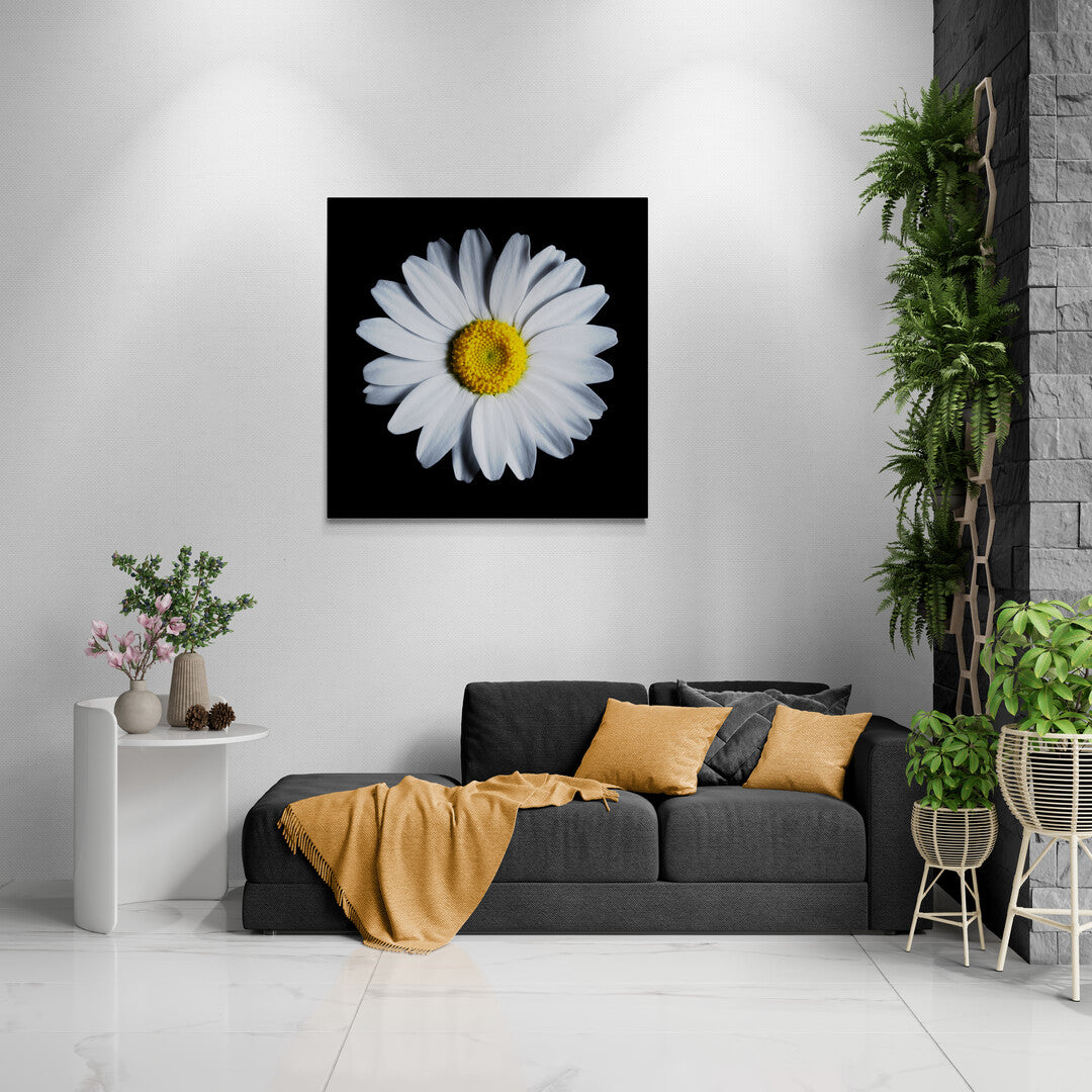 Leucanthemum Vulgare