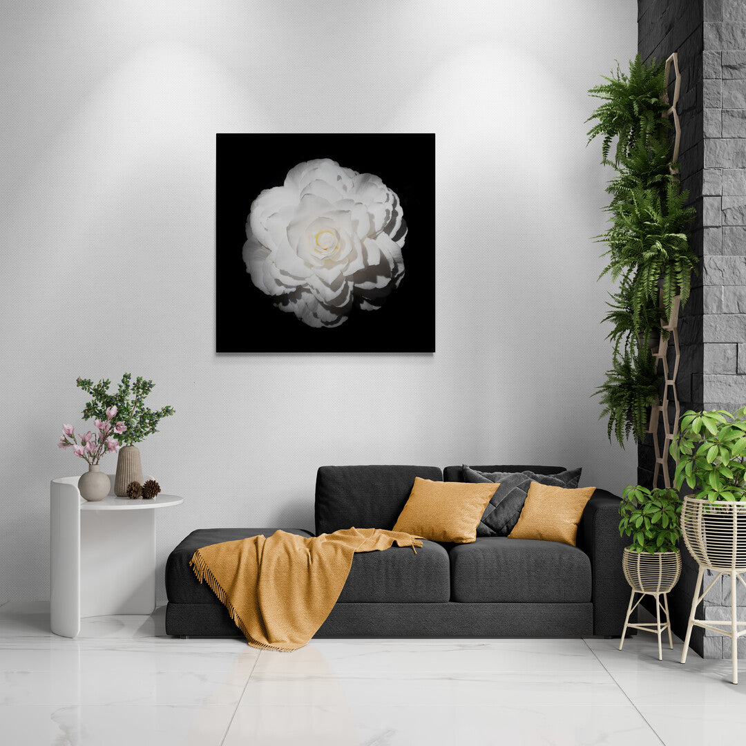Camellia Japonica