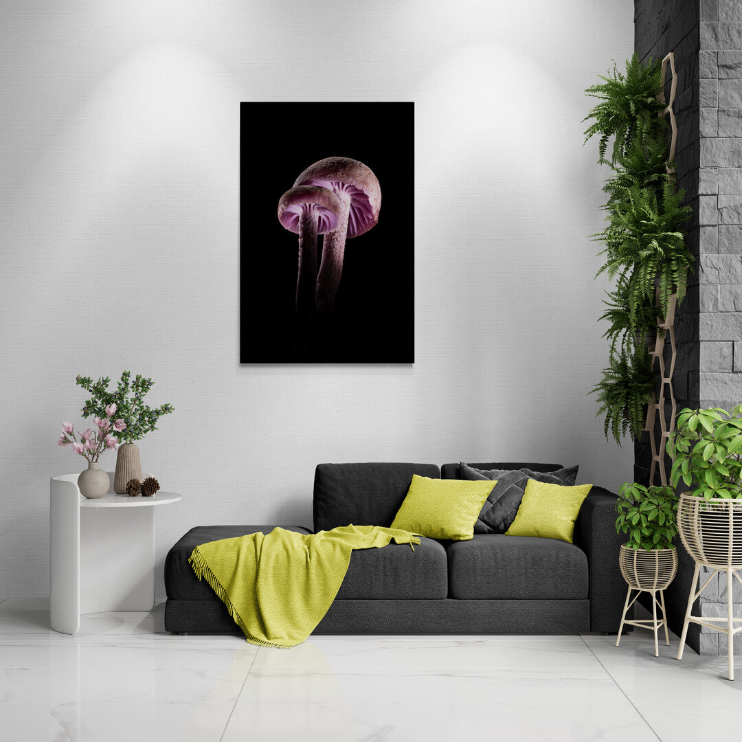 Laccaria Amethystina