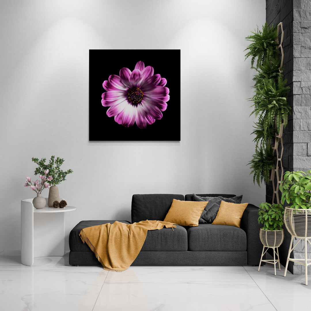 Dimorphotheca Ecklonis